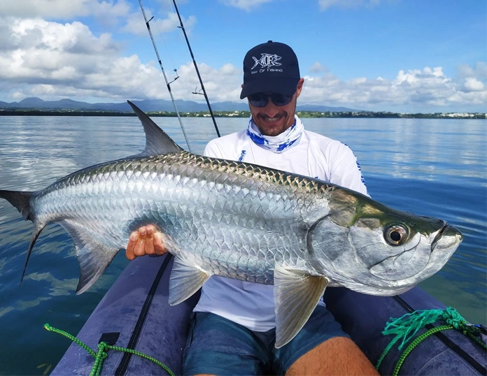 les tarpons géants des Caraïbe